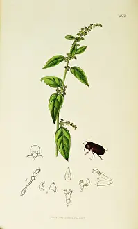 Leaved: Curtis British Entomology Plate 402