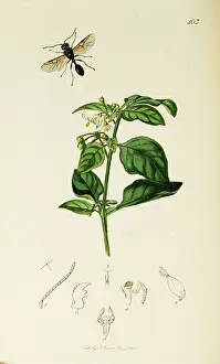 Legged: Curtis British Entomology Plate 403