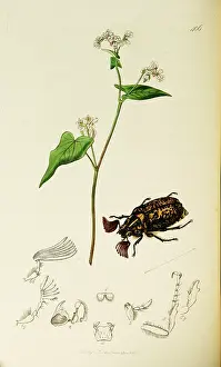 Mainland: Curtis British Entomology Plate 406