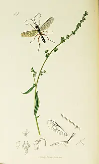 Atriplex: Curtis British Entomology Plate 407