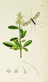 Vulgare: Curtis British Entomology Plate 409