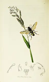 Creeping: Curtis British Entomology Plate 41