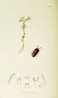Leaved: Curtis British Entomology Plate 410