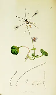 Viola: Curtis British Entomology Plate 411