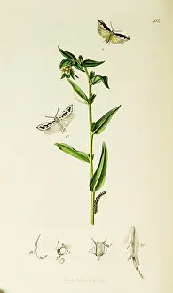 Vipers: Curtis British Entomology Plate 412