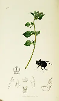 Dung: Curtis British Entomology Plate 414