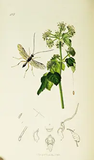 Footed: Curtis British Entomology Plate 415