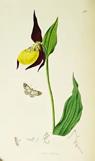 Slipper: Curtis British Entomology Plate 416