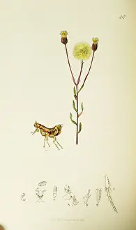 Bats: Curtis British Entomology Plate 417