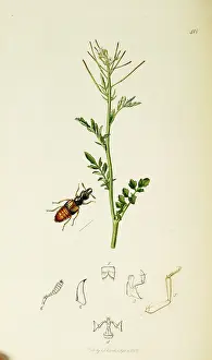 Smock: Curtis British Entomology Plate 418