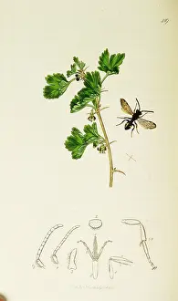 Wasp: Curtis British Entomology Plate 419