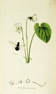 Viola: Curtis British Entomology Plate 42