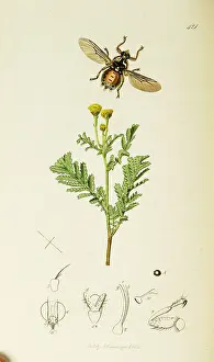 Vulgare: Curtis British Entomology Plate 421