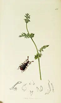 Hens: Curtis British Entomology Plate 422