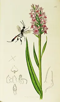 Closely: Curtis British Entomology Plate 423