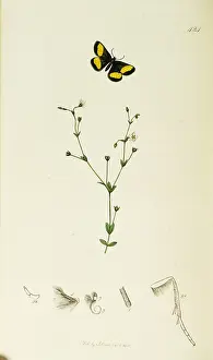 Mainland: Curtis British Entomology Plate 424