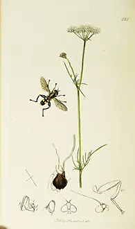 Majus: Curtis British Entomology Plate 425