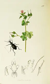 Geranium: Curtis British Entomology Plate 426