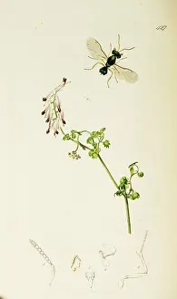 Emerald: Curtis British Entomology Plate 427