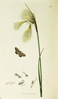 Angustifolium: Curtis British Entomology Plate 428