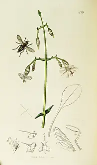 Yarmouth: Curtis British Entomology Plate 429