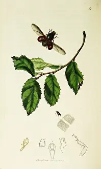 Campestris: Curtis British Entomology Plate 43