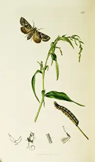 Atriplex: Curtis British Entomology Plate 431