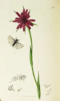 Goats: Curtis British Entomology Plate 433