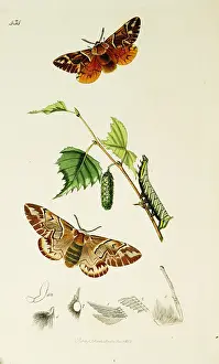 Kentish: Curtis British Entomology Plate 434