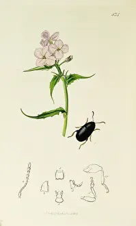 Scentless: Curtis British Entomology Plate 435