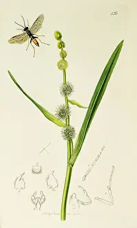 Burr: Curtis British Entomology Plate 436
