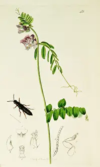 Legged: Curtis British Entomology Plate 438