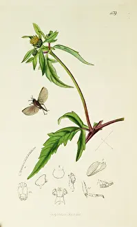 Tetrix: Curtis British Entomology Plate 439