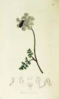 Hive: Curtis British Entomology Plate 44