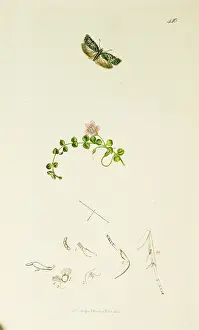 Sprinkled: Curtis British Entomology Plate 440