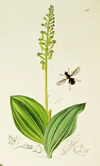 Lyme: Curtis British Entomology Plate 441