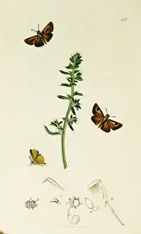 Skipper: Curtis British Entomology Plate 442