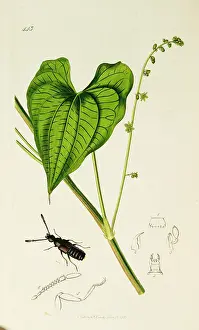 Communis: Curtis British Entomology Plate 443
