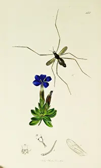Gnat: Curtis British Entomology Plate 444