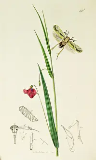 Crimson: Curtis British Entomology Plate 445