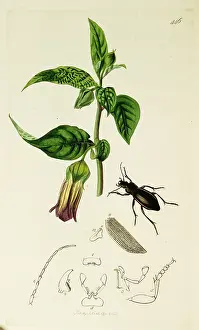 Deadly: Curtis British Entomology Plate 446