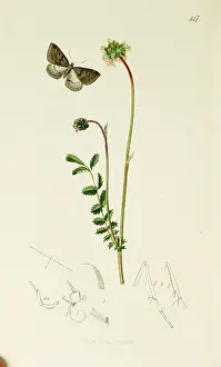 Burnet: Curtis British Entomology Plate 447