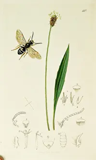 Subsequently: Curtis British Entomology Plate 448