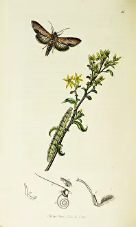 Solidago: Curtis British Entomology Plate 45