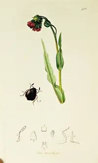 Dermestes: Curtis British Entomology Plate 450