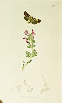Antler: Curtis British Entomology Plate 451