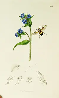 Inflated: Curtis British Entomology Plate 452