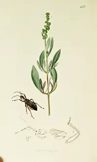 Atriplex: Curtis British Entomology Plate 453