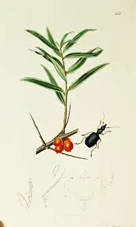Buckthorn: Curtis British Entomology Plate 454