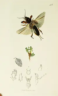Fontana: Curtis British Entomology Plate 456